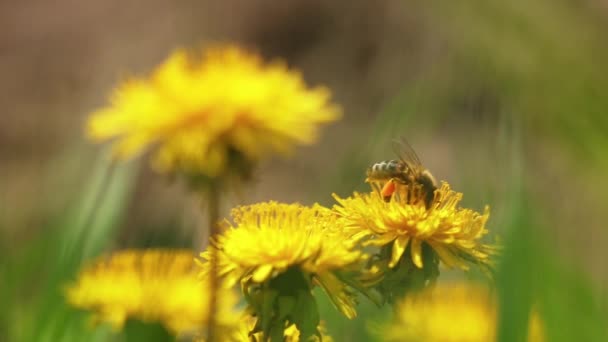 ミツバチはタンポポから花粉を集めます — ストック動画