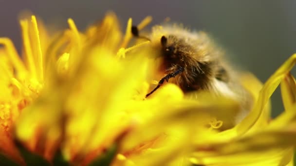 Uno Scarabeo Raccoglie Polline Dal Dente Leone — Video Stock
