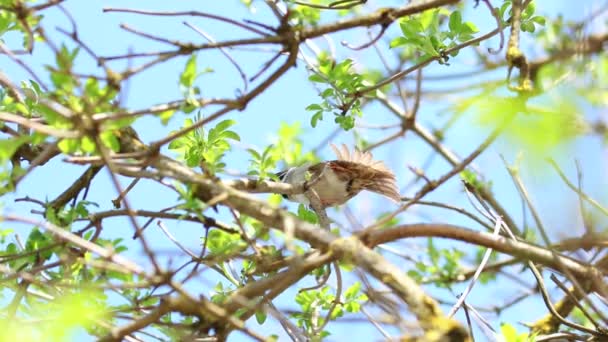 Baby Sparrow Spread His Wings Sitting Tree Branch — Vídeo de Stock