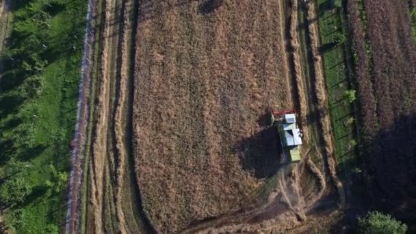 Aerial Footage Combine Harvester Works Wheat Threshing Summer — Stock Video