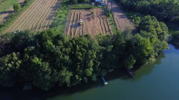 Aerial Footage Combine Harvester Works Wheat Threshing Summer — Wideo stockowe