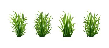 Yeşil çim seti. Taze bitki: Doğal, organik, biyolojik, eko etiketi ve beyaz arka planda izole edilmiş şekil. Vektör illüstrasyonu.