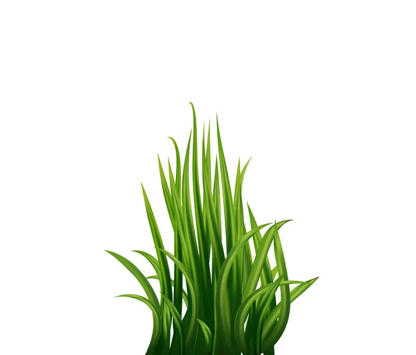 Grama Verde Preparada Erva Fresca Natural Orgânica Bio Rótulo Ecológico —  Vetores de Stock