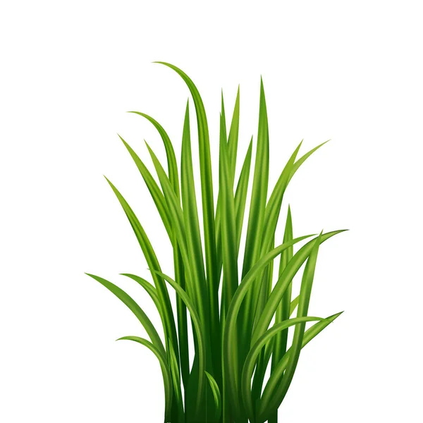 绿草套 新鲜草本植物 天然的 有机的 生物的 生态标签和白色背景的形状 矢量说明 — 图库矢量图片