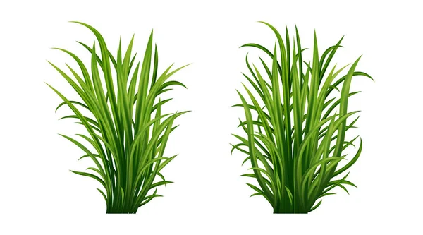 Grünes Gras Gesetzt Frisches Kraut Natürlich Bio Bio Umweltzeichen Und — Stockvektor