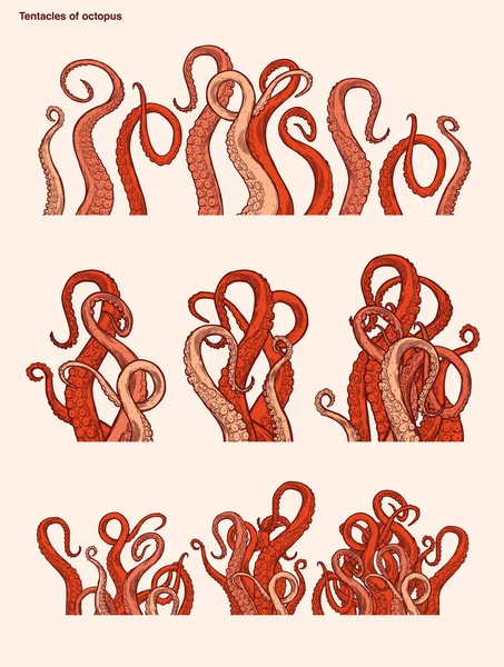 红章鱼触须向上延伸 乌贼样的海洋动物身体部分从框架中突出 为食物或框架设计而切割 卡通草图矢量图 — 图库矢量图片