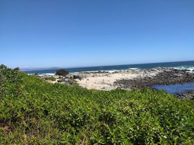 bitkiler ve kayalar denize bakıyor.