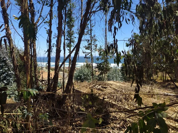 Denizi görmene izin vermeyen ağaçlar.