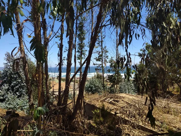 Mavi gökyüzünün altında denizi kaplayan ağaçlar.