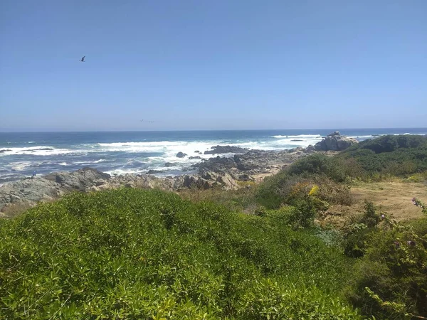 Vegetação Frente Uma Praia Rochosa — Fotografia de Stock