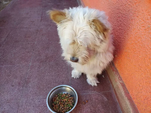 West Highland beyaz teriyeri ve yiyeceği