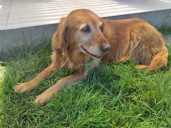 Golden Retriever çimlerin üzerinde dinleniyor