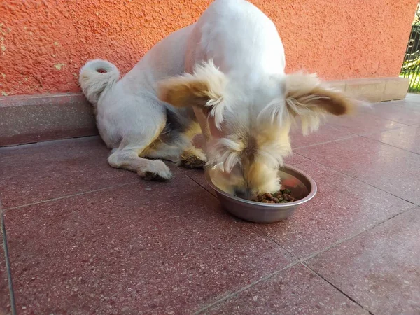 Batı İskoçya beyaz teriyeri yiyor