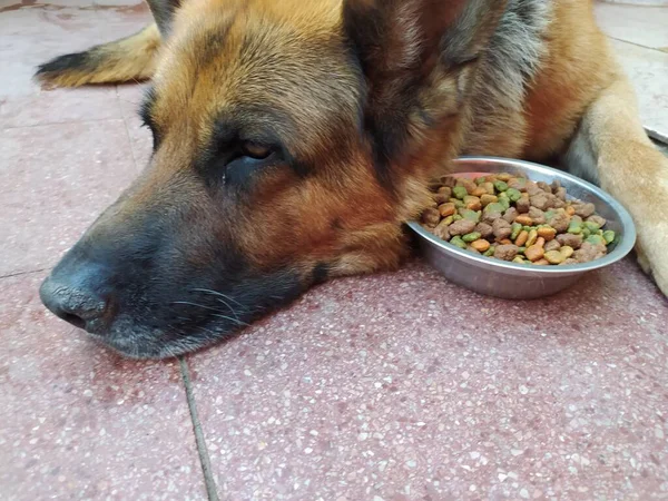 Alman çoban köpeği ve yemek kasesi.