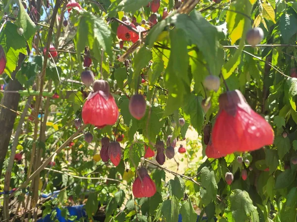 yeşil yapraklı ve kırmızı yapraklı bitki