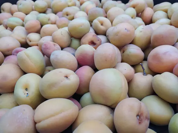 Taze ve temiz kayısılar.