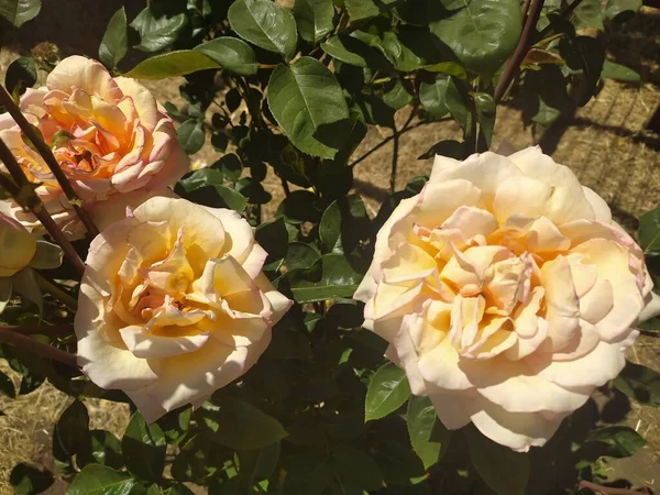 Parlak pembe yapraklı bitki