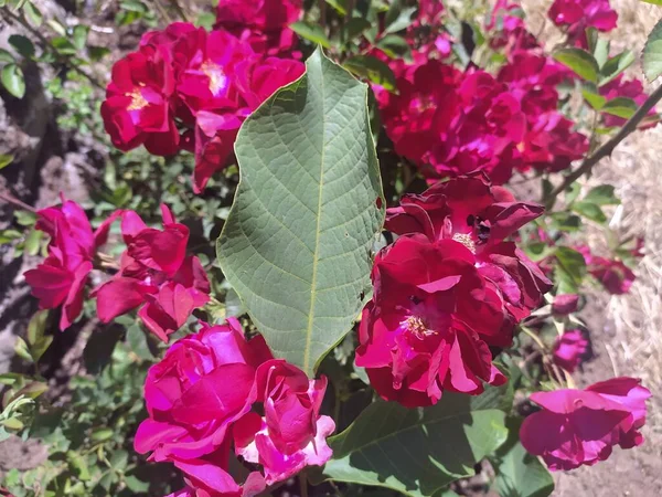 Parlak kırmızı yapraklı bitki