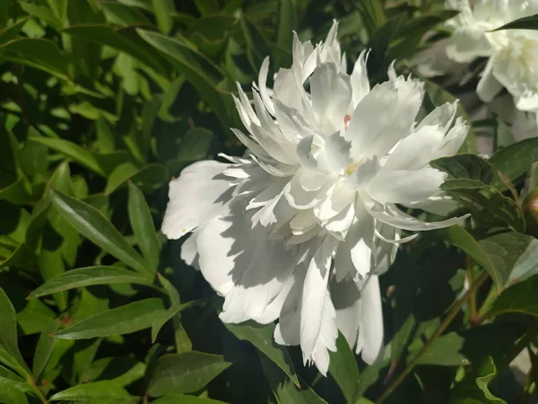 parlak beyaz yaprak bitkisi