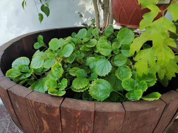 Bitkileri olan ahşap ekici.