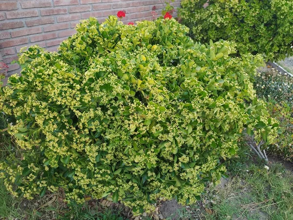 Güzel bush yeşil yaprakları ile