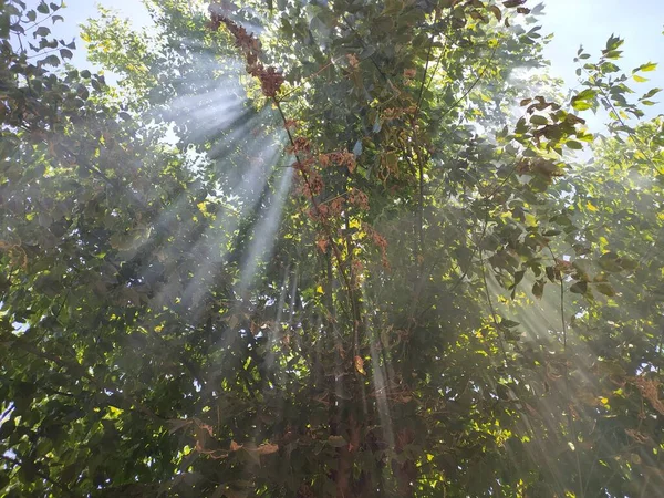Raios Sol Através Uma Árvore — Fotografia de Stock