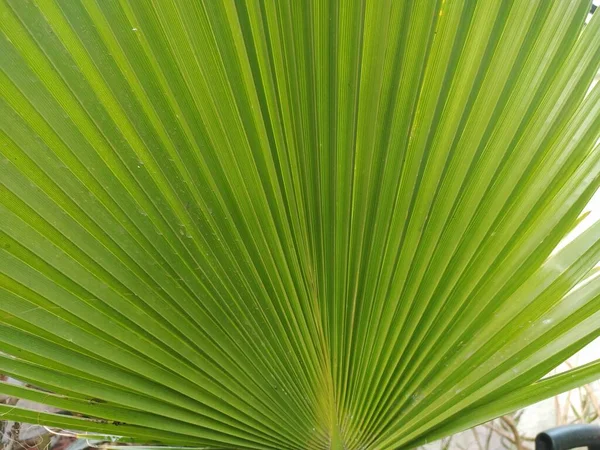 Zielone Liście Nowej Palmy — Zdjęcie stockowe