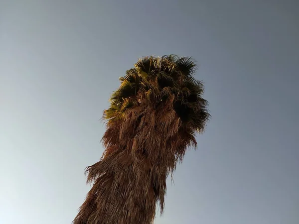 Mavi gökyüzündeki palmiye ağacı