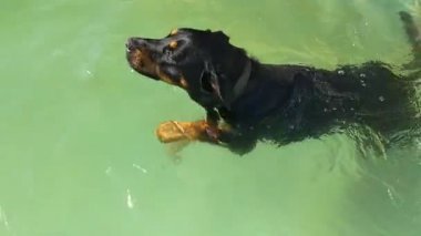 Siyah köpek havuzda yüzüyor.