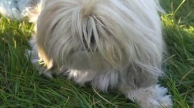 Çimlerin üzerinde oturan Malta köpeği