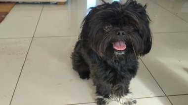 Siyah köpek uzun saçlı çocuk.