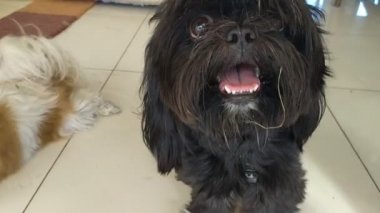 Siyah köpek uzun saçlı çocuk.