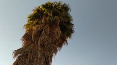 Mavi gökyüzündeki palmiye ağacı