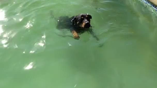 Schwarzer Hund Schwimmt Pool — Stockvideo