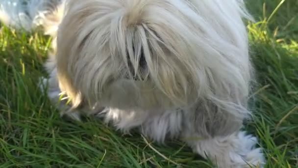 Μαλτέζικο Σκυλί Κάθεται Στο Γρασίδι — Αρχείο Βίντεο