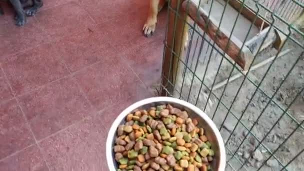 Tysk Herde Hund Äter Sin Skål — Stockvideo