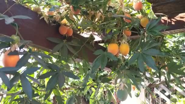 Baum Mit Frischen Früchten — Stockvideo