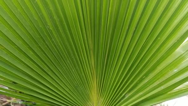 Grüne Blätter Einer Neuen Palme — Stockvideo