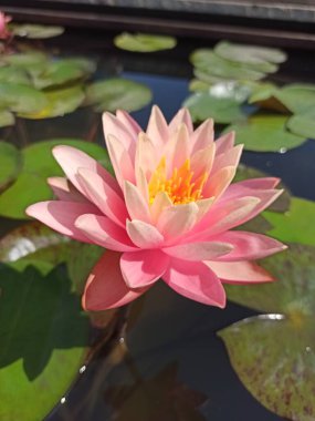 Nymphaeum Perry 's Orange Sunset (