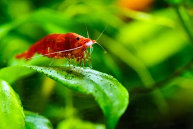 Tatlı su akvaryum tankında yeşil arka planı olan büyük ateş kırmızısı ya da kiraz cücesi karidesi.