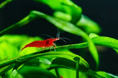 Tatlı su akvaryum tankında yeşil arka planı olan büyük ateş kırmızısı ya da kiraz cücesi karidesi.