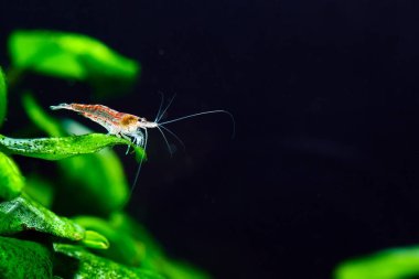 Tatlı su akvaryum tankında yeşil arka planı olan büyük ateş kırmızısı ya da kiraz cücesi karidesi.
