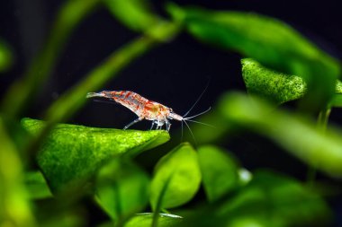 Tatlı su akvaryum tankında yeşil arka planı olan büyük ateş kırmızısı ya da kiraz cücesi karidesi.