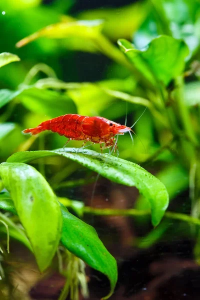 Camarão Anão Grande Fogo Vermelho Cereja Com Fundo Verde Aquário — Fotografia de Stock