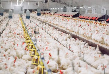 Kapalı alanda tavuk çiftliği, tavuk yemi