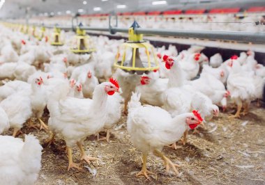 Kapalı alanda tavuk çiftliği, tavuk yemi