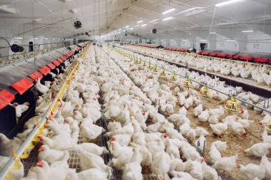 Kapalı alanda tavuk çiftliği, tavuk yemi