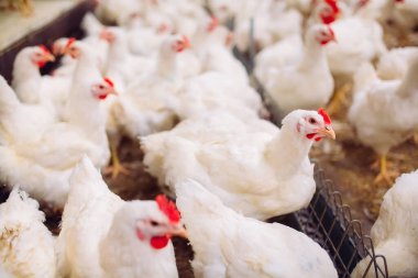 Kapalı alanda tavuk çiftliği, tavuk yemi