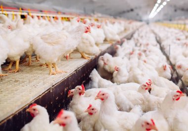 Kapalı alanda tavuk çiftliği, tavuk yemi