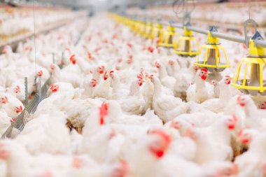 Kapalı alanda tavuk çiftliği, tavuk yemi